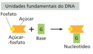 Nucleotídeos do DNA